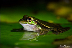 Frog at night by Raoul Caprez 